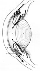 Anterior portion of the chambers of the globe. Iris to lens. 2.