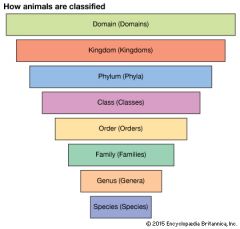 Classification of organisms.