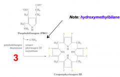- Substrate: 4 x PBG - Porphobilinogen 
- Enzyme: PBGD - Porphobilinogen Deaminase 
- Cofactors:
- Product: Hydroxymethylbilane (+ NH3 x4)