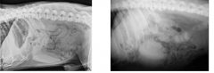 the image on the L is most indicative of what spleen abnormality? how about the image on the R?
