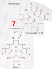 - Substrate: Protoporphyrin IX + Fe2+
- Enzyme: Ferrocheletase
- Cofactors: -
- Product: Heme