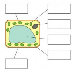 Plasser :
cellevegg
cellemembran
cellevæske
grønnkorn
saftrom
kjerne