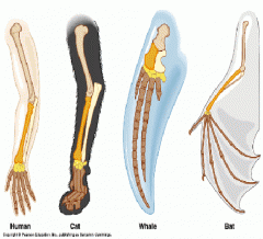 The bone structure of a human arm, dog leg, whale fin and bat wing.