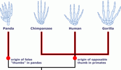 Further explanation of a homologous relationship:
*This is when a certain part of an organism expands and matures over time away from the ancestral part to help aid them in survival their environment.
