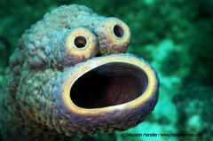  "sponges"
- asymmetrical (no head)
- lack true tissues and organs
- sac body plan
- sedentary/sessile
- marine and fresh water species 
- most sponges are hermaphrodites


