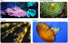 jelly fish, corals, and hydras
- radial 
- true tissue - diploblastic
- sac body
- wide range of both sessile and motile
- some polymorphic
- all carnivorous