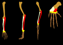Compares diffrent organisms that are very different, but have body parts that developed from the same ancestral part. An example would be a human arm, a cat leg, a bird wing and a whale flipper.