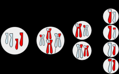 Kønscelledeling/germline celle deling
Producere haploide gameter (23 kromosomer)