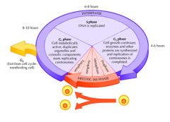 -G1(Cellemasse øges, mere protein, lipid osv.)
-S-fase (søsterkromatider dannes - replikation)
-G2 (cellemasse øges igen)
-M (Mitose)