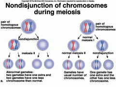 Der sker ingen adskillelse af mellem de homologe kromosomer.
Konsekvens: Gameter med ingen eller begge kromatid-par