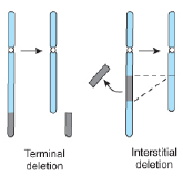 Terminal deletion eller interstitial deletion.

Det opstår ved:
-DNA brud
-ulige overkrydsning
-tab af akrocentrisk arm/segment
-abnorm segregation i meiose hos en bærer af translokation/inversion, mutation.

Kan resultere i haploinsuffiens

And...