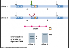 Undersøgelse af variationer i homologe DNA sekvenser.
1.DNA prøve fragmenteret af restriktionsenzym som kløver i specifikt sted (GATC). Kløver ikke i det andet sted (GACC)
2.Herefter tilsættes en probe som binder til fragmenterne. 
3.Det kør...