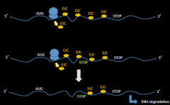 En cellulær mekanisme som nedbryder mRNA molekyler som indeholder et prematurt stop kodon.
EJS (exon-junction complexes) bindes normalt og fjernes af ribosom – tilbageværende EJS er med i dannelse af NMD kompleks, som tilstrækker endonuklease...