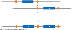 Det sker når søster kromatider eller ikke-søster-kromatider misaligner – baseparring mellem relateret ikke-kodende repetive DNA sekvenser (orange bokse)