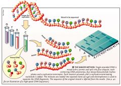 Bruger ddNTP (dideoxynucleotide) med fluorescens probe
-Kører PCR så DNA bliver amplificeret
-DNA bliver sekventeret, primer bliver sat på og forlænget da der er tilsat dNTPs.
-Der tilsættes ddNTP så syntesen vil stoppe forskelligt  Stren...