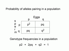 Forholdet mellem allel frekvens og genotype frekvens som er fundet i en population under nogle forudsætninger.
Forudsætninger:
-Tilfældig parring-Allelfrekvensen er konstant over tid 
-Genotype frekvens skal også være kostant 
-Stor population