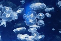 - jellies (medusae) are the prevalent form of the life cycle