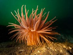 - includes the corals and sea anemones, and these cnidarians occur only as polyps- corals often form symbioses with algae and secrete a hard external skeleton