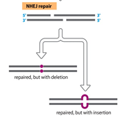 Reparation af dobbelt-strengs brud i DNA som involvere fusion af de to brudte ender uden kopiering af DNA template. Reparation men med deletion eller insertion
