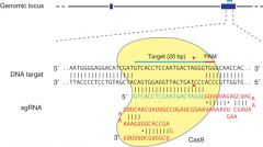 Nuklease som bruges til genomisk editering.
sgRNA – guide RNA dirigere cas-9 til DNA target, hvor der skal ske kløvning, det sker 3 bp upstream fra PAM sekvens (5’-NGG-3’).