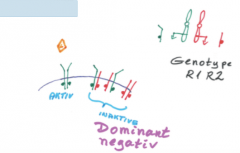 Når det muterede genprodukt hæmmer funktionen af det normale genprodukt hos en heterozygot.
