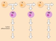 Når stamceller giver ophav til to forskellige stamceller: En som er identisk med parental cellen og en som er differentieret.