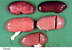 Nefrose
Nyrerne er meget lyse ventralt og der ses atrofi af nefronerne -> fibrose