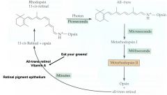 1. (In the action of the light) - Action of the enzyme guanylyl cyclase converts GTP to high concentrations of cyclic GMP
2. cGMP maintains lighand gated ion channels open - allows constant influx of sodium and calcium ions
3. When light hits the ...