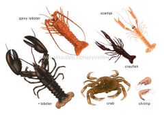 - most have separate males and females
- isopods, which include terrestrial, freshwater, and marine species
- Decapods are rarely large crustaceans and include lobsters, crabs, crayfish, and shrimp