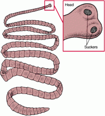 - lack a mouth and digestive system
- the scolex contains suckers and hooks for attaching to the host
- proglottids are units that contain sex organs and form a ribbon behind the scolex