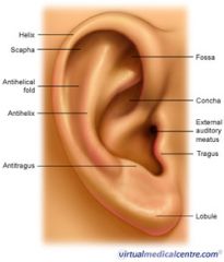 Visible part of ear