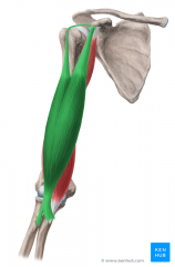 Biceps brachii M.