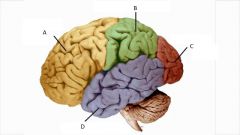 Identify the Lobes of the Cerebral cortex