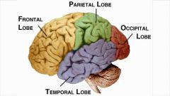 A - Frontal


B - Parietal


C - Occipital


D - Temporal