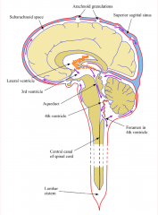 CSF is made in choroid plexuses (orange)
 
escapes through foramen in 4th ventricle to enter subarachnoid space which surrounds the brain and spinal cord
 
CSF is removed from the subarachnoid space through arachnoid granulations which project int...