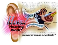 How does hearing work?