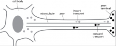  




17-33 Microtubules are important for transporting cargo in nerve cell axons, as diagrammed in Figure Q17-33. Notice that the two types of cargo are traveling in opposite directions. Which of the following statements is likely to be false?


 