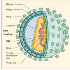 a)
Tilhører Lentivirinae/Lentiviruses

b)
Er 80 til 120 nm i diameter. er spheric, enveloped RNA-viruses med et capsid med to identiske positiv RNA-strenge (omkring 9 kbp. Hvert capsid har 10-50 revers transcriptaser, integrase ensymer og to cell...