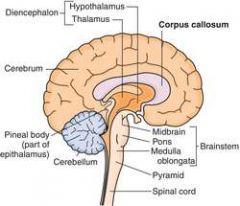 Corpus callosum - white matter that connects the left and right cerebral hemispheres
