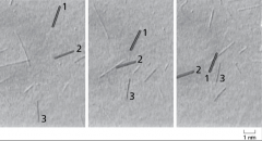  


 




17-63 Consider the in vitro motility assay using purified kinesin and purified polymerized microtubules shown in Figure Q17-63. The three panels are images taken at 1-second intervals. In this figure, three microtubules have been numbe...