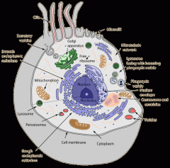 A cell that contains a nucleus surrounded by a membrane, as well as contains DNA that is bound together by proteins into chromosomes. Eukaryotic cells contain many organelles that are not present in prokaryotic cells, such as the mitochondria.