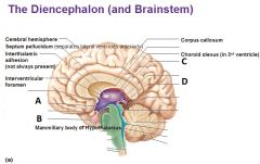 Identify the indicated structures of the diencephalon


What is the structure that connects the pituitary gland to the hypothalamus?