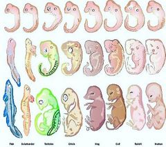 *similarities between the human embryo and other organisms in the early stages of development.