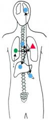 ・Lage des Primärtumors


- Lunge


 


・Abfluss


- über Lungenvenen und das Herz in die Organe des großen Kreislaufs


 


・primärer Metastasierungsort


- Leber


- Knochen


- Gehirn


- Nebenniere