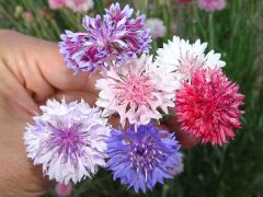 Colors: Purple, violet, light and dark blue, rose, white, lavender, pink.
Shape: Flowerheads approx. 1.5-3 cm in diameter, florets surrounding.