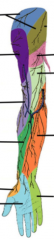 What is the cutaneous innervation of the segment highlighted in dark blue?