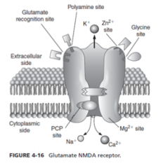 








Glutamate NMDA receptor, how open?