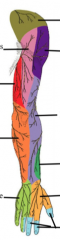 What is the cutaneous innervation of the segment highlighted in tan?