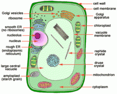 Eukaryotic:
*has mitochondria
*chloroplasts
*multi-cellular*found in mostly animals and plants