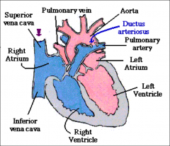 Communication b/t pulmonary artery & descending aorta
Closes after birth